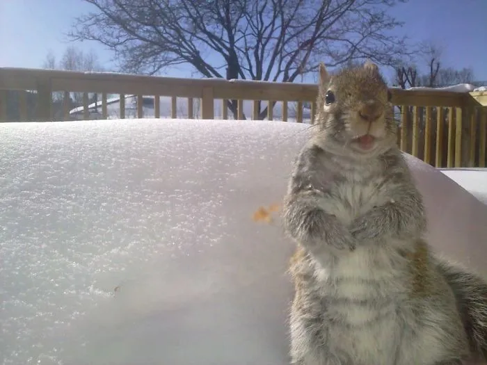 Toronto, Squirrel. Photo Taken By Sony Xperia