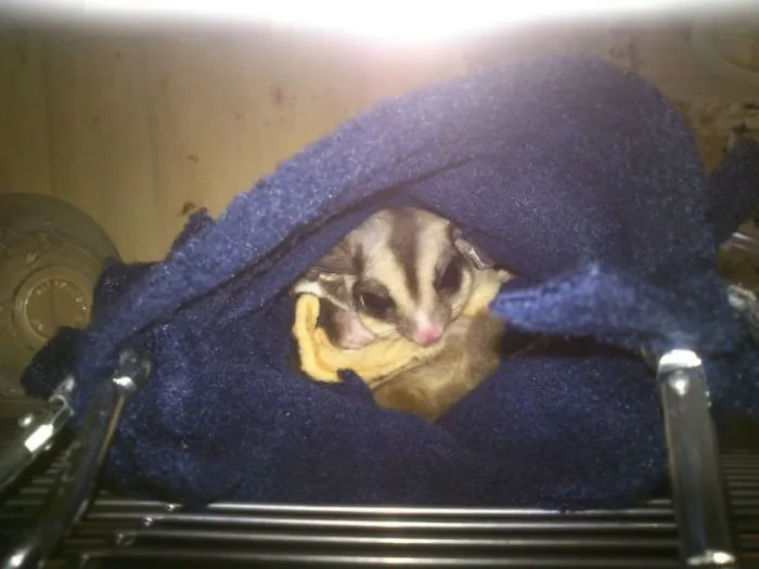 Lory, The Sugar Glider