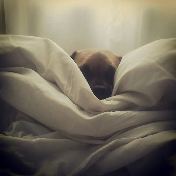 My Dog Poppy Hiding In Our Bed