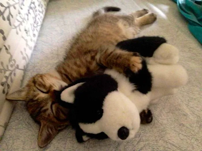 Sleepy Kitty