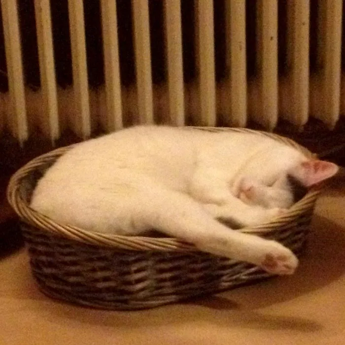 My Cat Dreaming