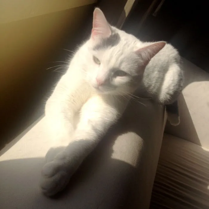 My Cat Chilling