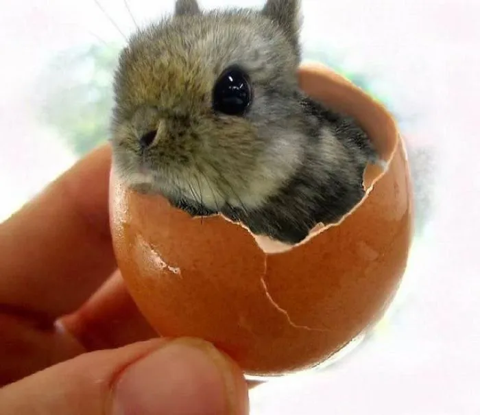 Easter Bunny