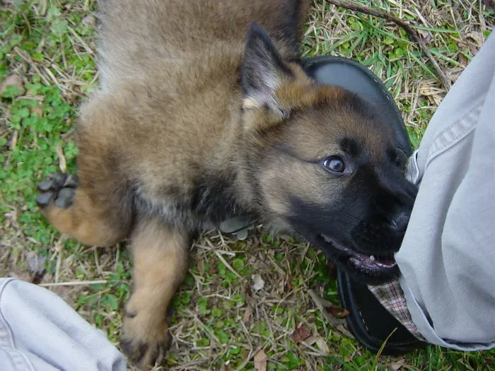 Mikey At 8 Weeks