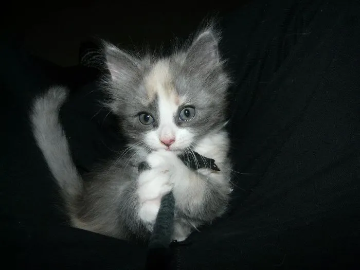 Please, Mom, Please???