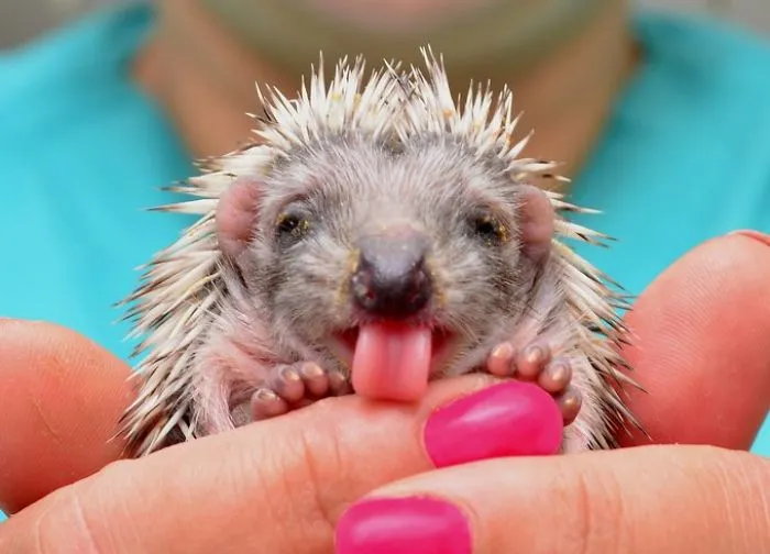 Hedgehog
