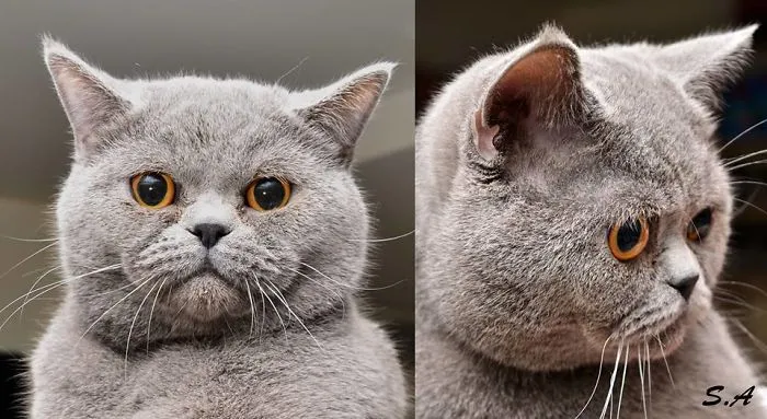 Bozo The Cat