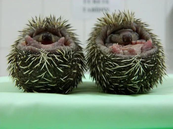 Cuties In Our Clinic.