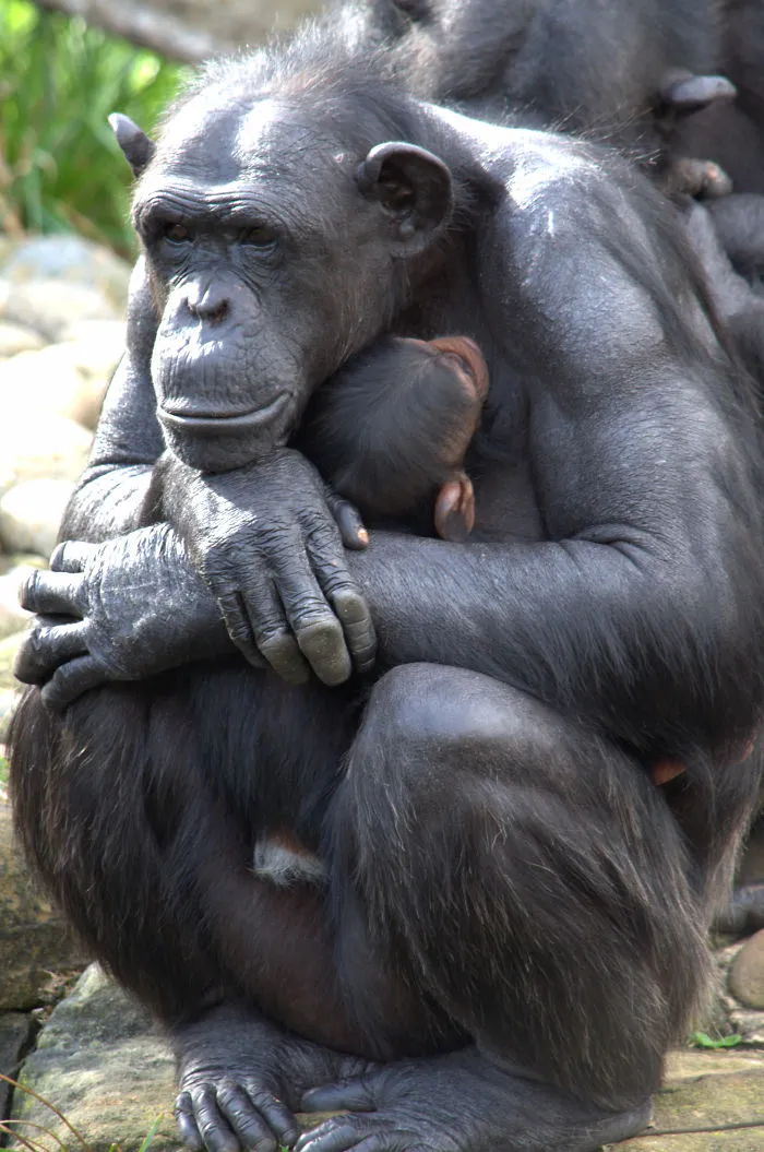 Parenthood
