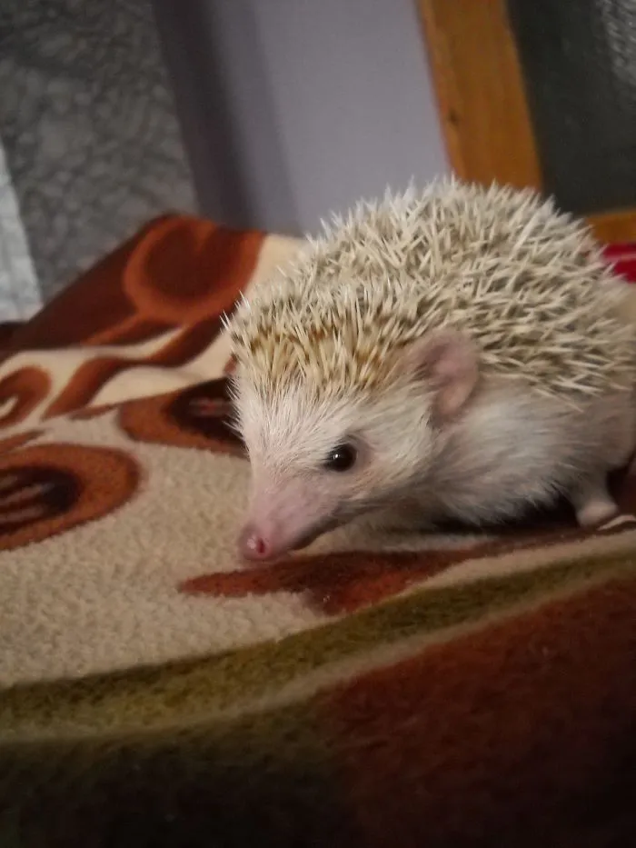 My Sweet Thing