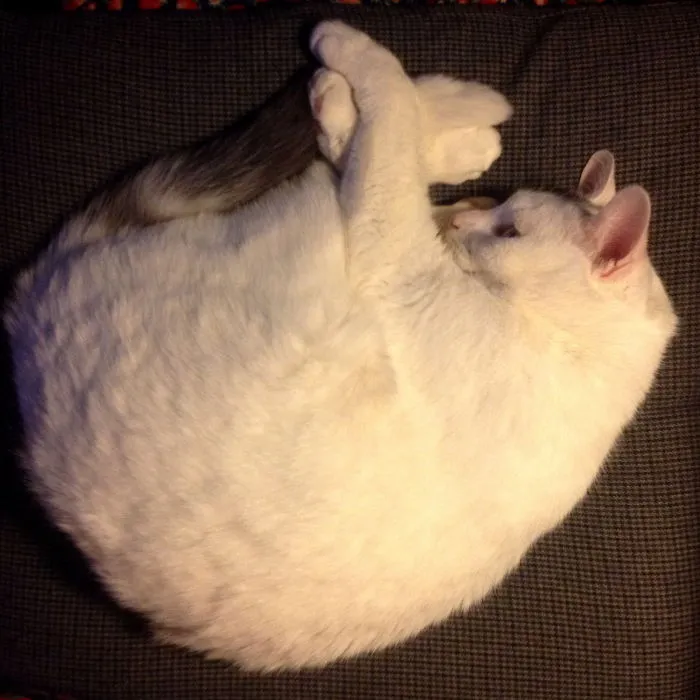 My Cat Doing Gymnastics