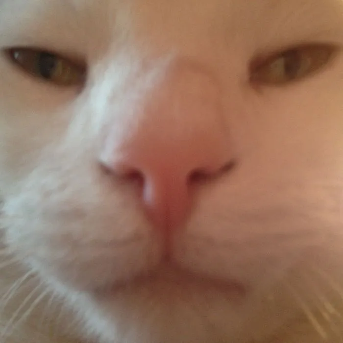 My Cat Close Up