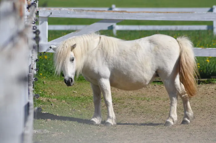 Shetland Pony