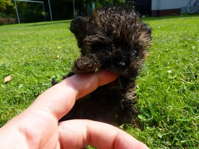 I Chew You !