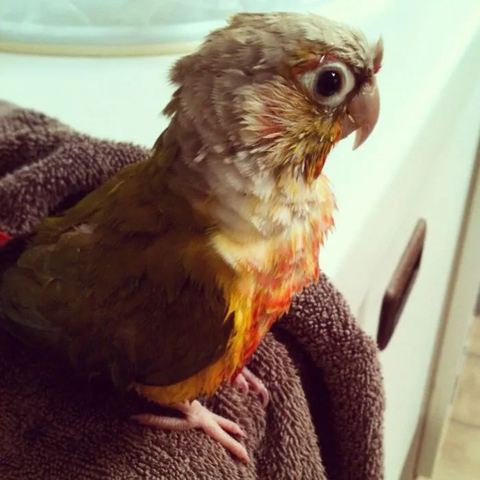 Fresh Out Of The Bath.