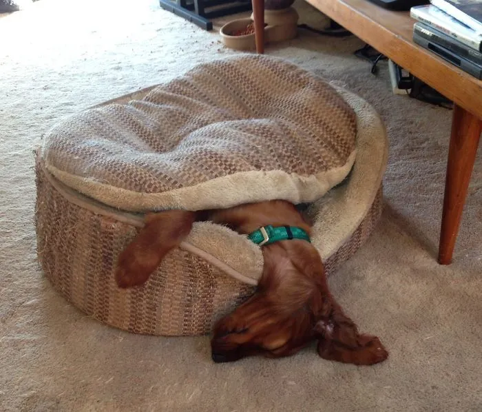 Hubble The Baby Setter