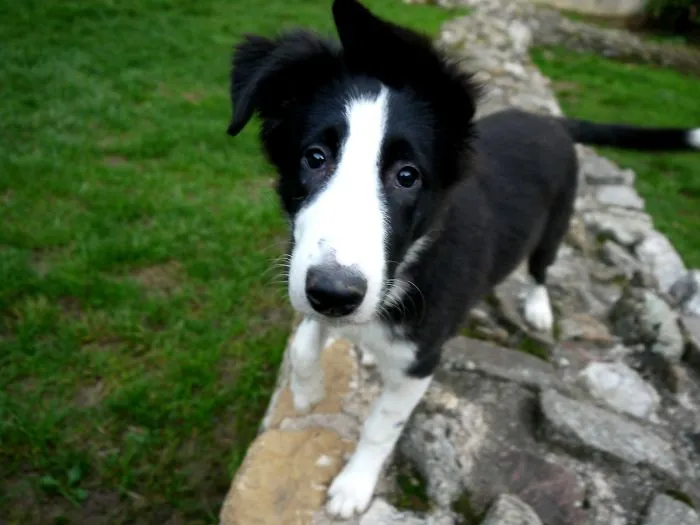 Boomer As A Baby :)