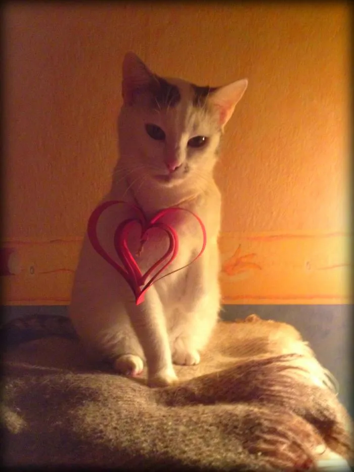 My Lovely Cat - Narnia