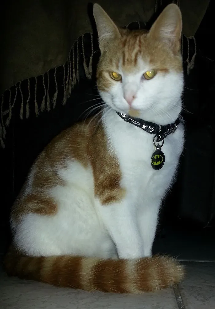 Joey - Such A Handsome Fella :p