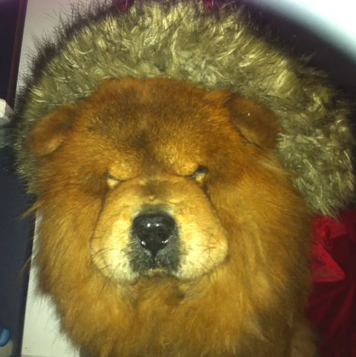 I'm A Boooored Undercover Panda :))