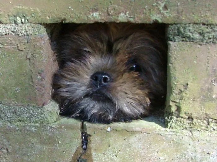 Oliver