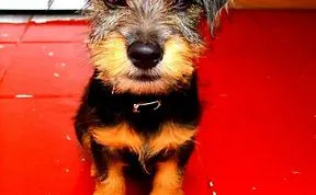 Let's See Who Can Post The Cutest Animal Photo