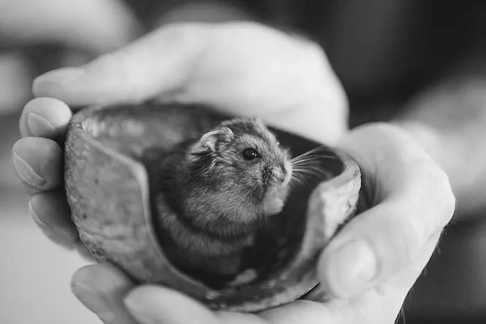 Dwarf Hamster Pupik