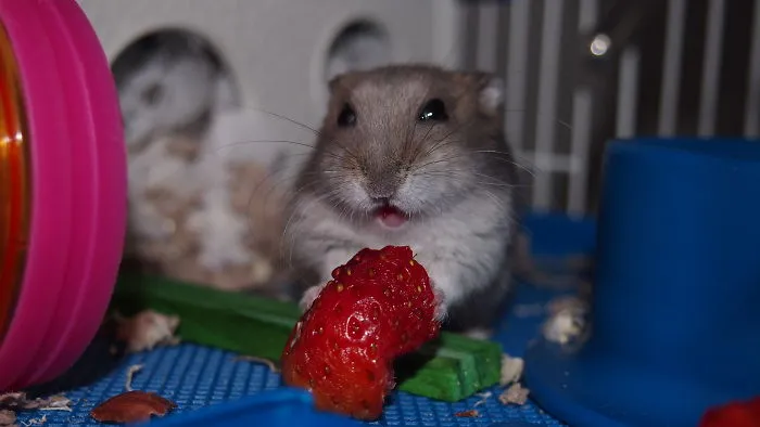 Pick Me, Pick Me :d