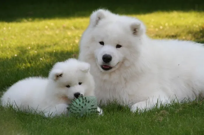 Samoyeds