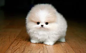 A Selection Of Cute Pictures Of Puppies That Might Melt Your Heart