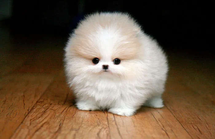 Teacup Pomeranian