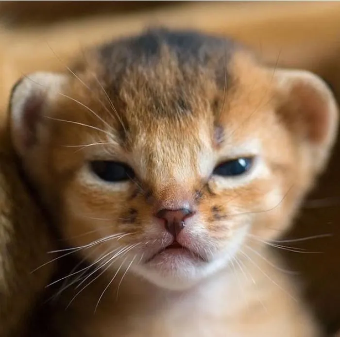 Baby Lion