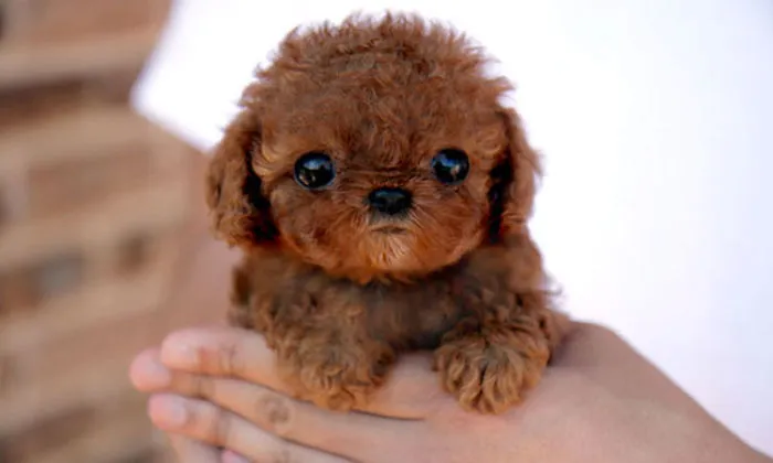 Try Not To Look Into His Eyes - He Will Suck Out Your Soul