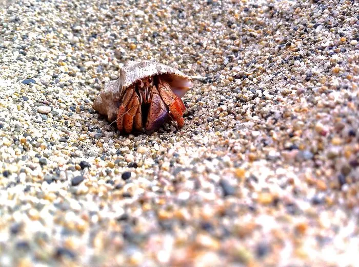 Hermit Crab