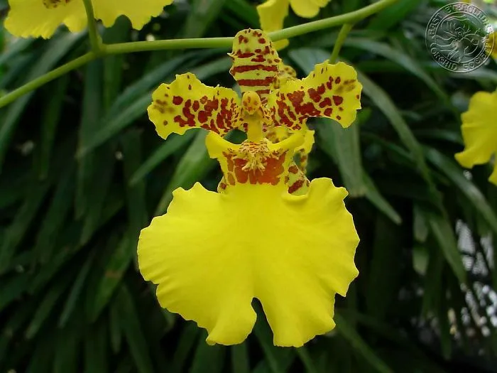 Dancing Lady Orchid