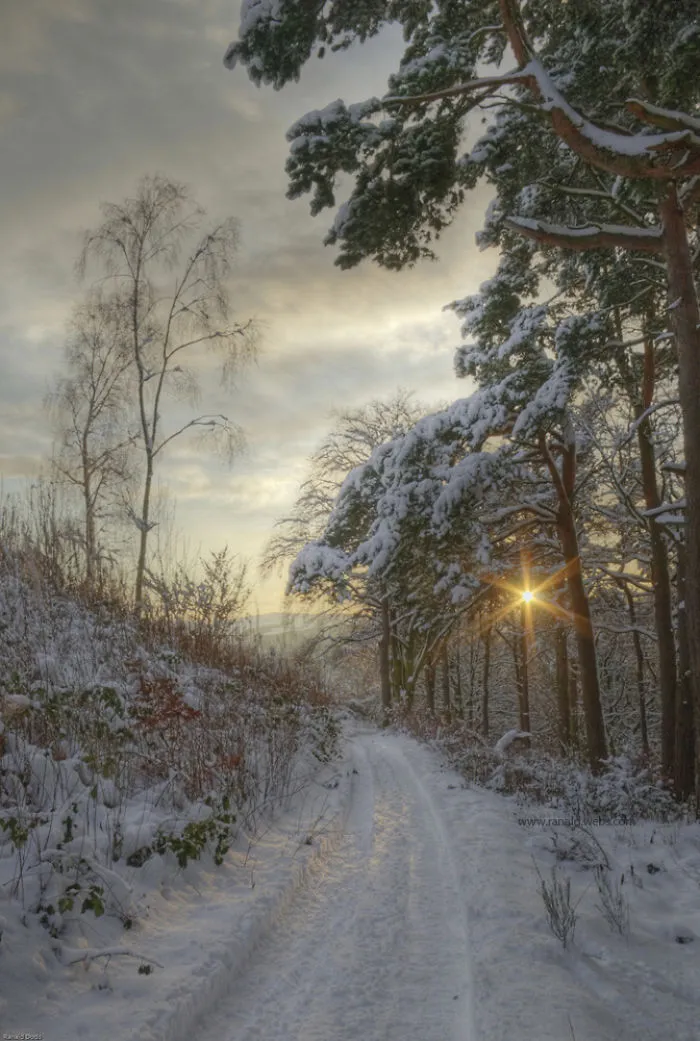 Pirn Pines