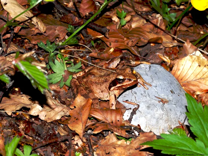 "camouflage Frog" At Grammos Mountain, Greece