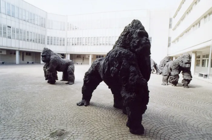 Gorillas In Law Court - Ravenna, Italy