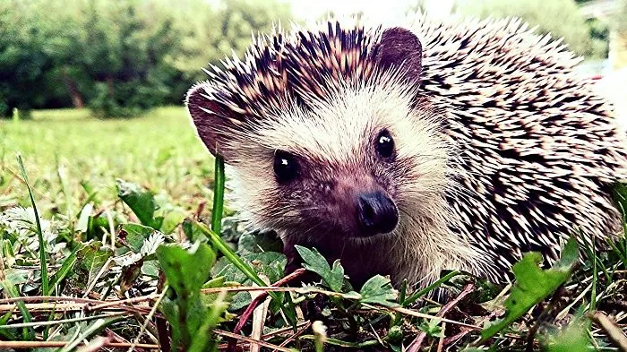 #14 Hedgehog