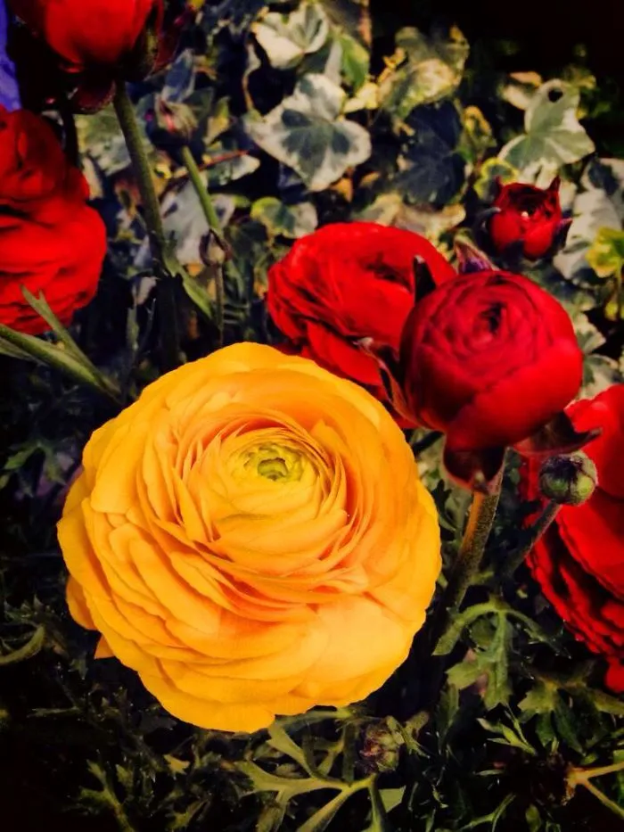 Roses In Nagasaki