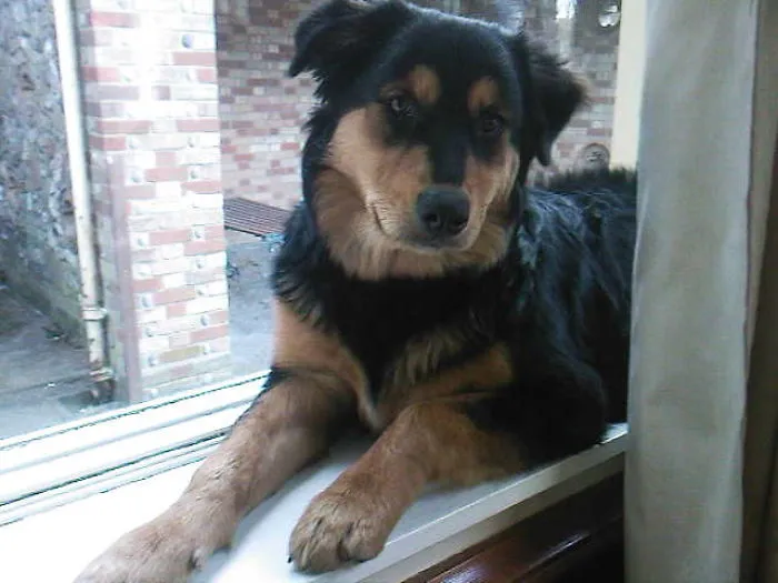 Rotsky- Rottweiler & Husky