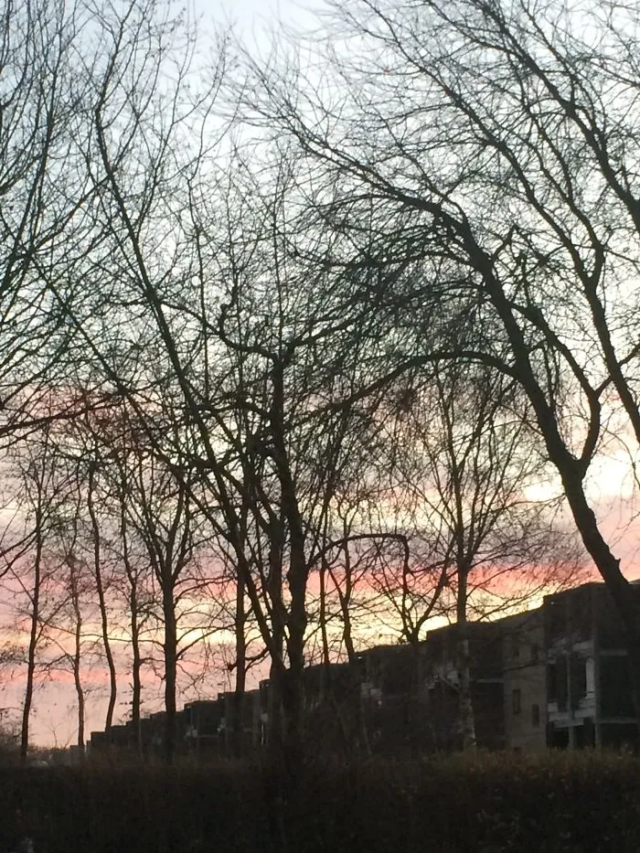 Bare Trees In Front Of A Beautifully Coloured Sky...