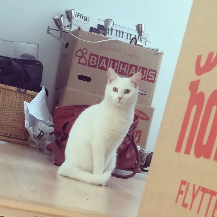 Sofie - My Cat :p
