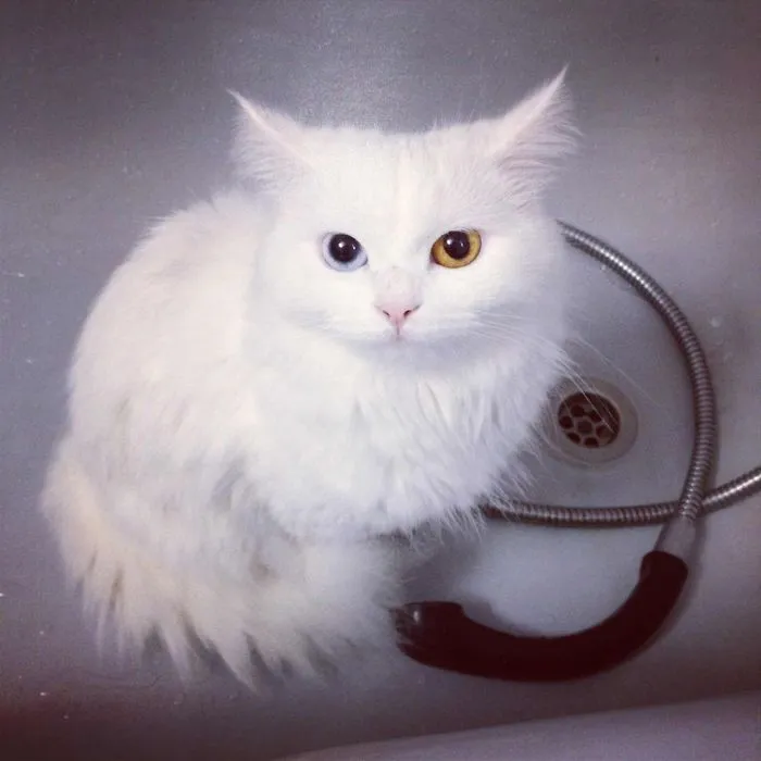 Arabella Cat Sneaking In The Bath-tub