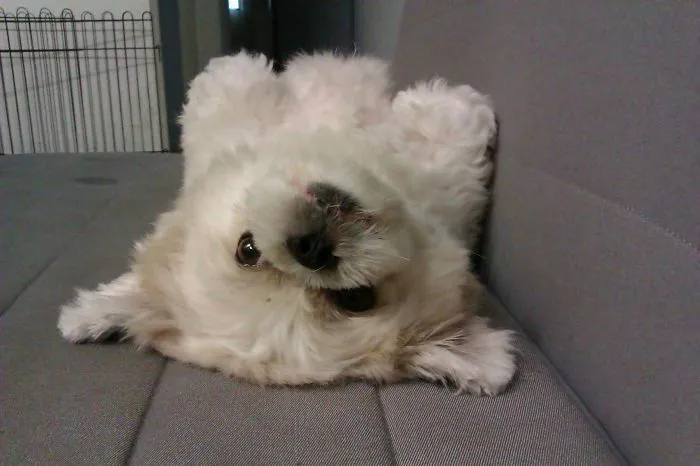 Hansel The Shih Tzu