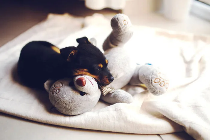 Sleeping Puppy With Her Teddy Bear