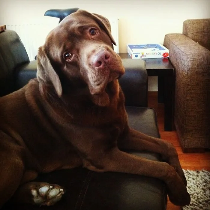 Wanna Go Out, Brutus?