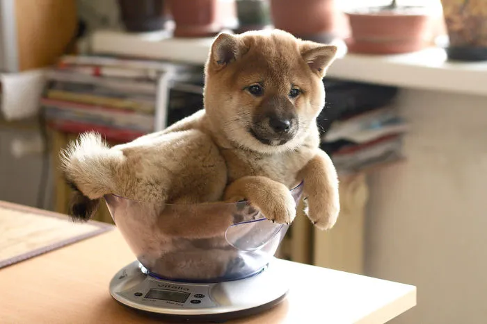 The Sweetest Baby In The World - Shiba Inu Junna