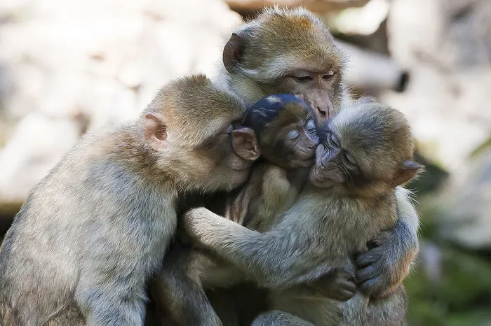 Lovely Family
