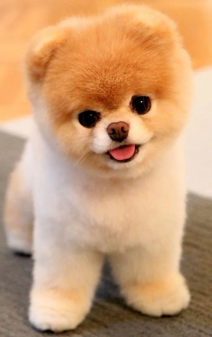 Meet Boo